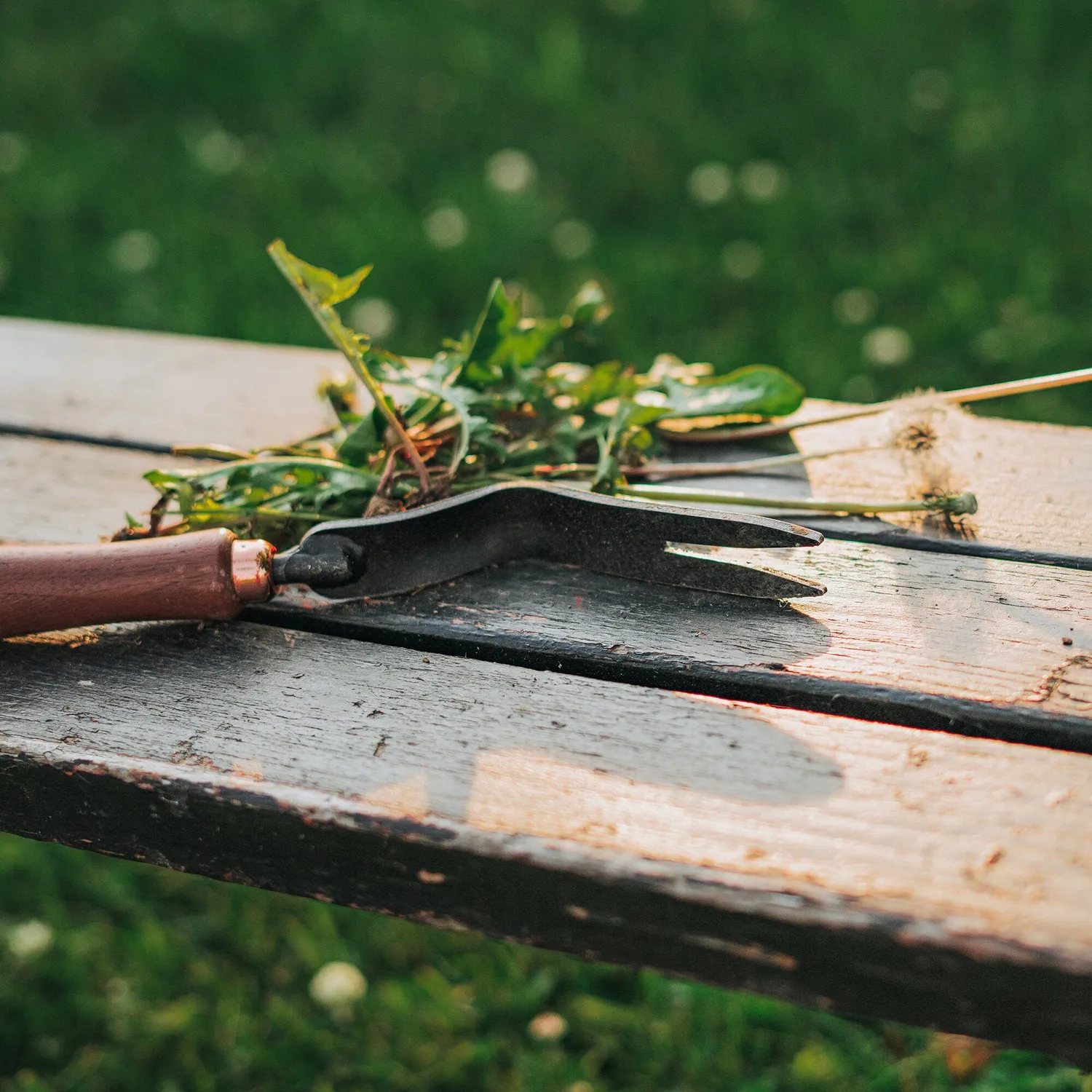 Bare Bones Living Dandelion Weeding Fork onkruidsteker Ash Mint
