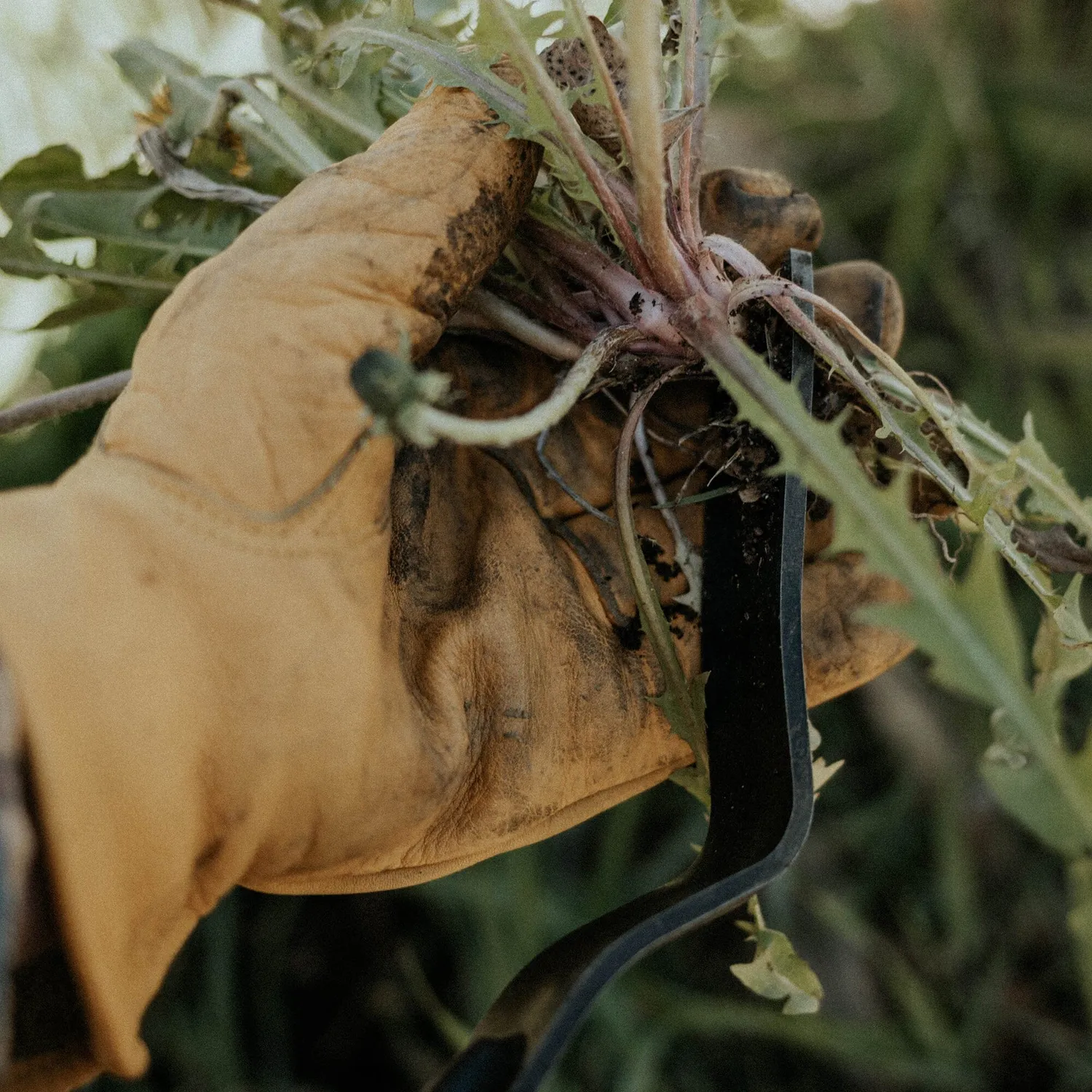Bare Bones Living Dandelion Weeding Fork onkruidsteker Ash Mint